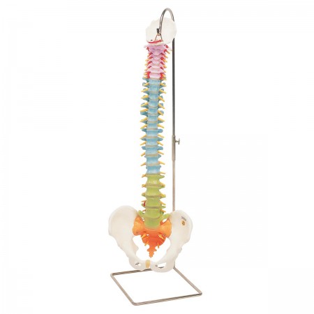 3B Didactic Flexible Spine