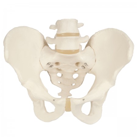 3B Male Pelvis Skeleton