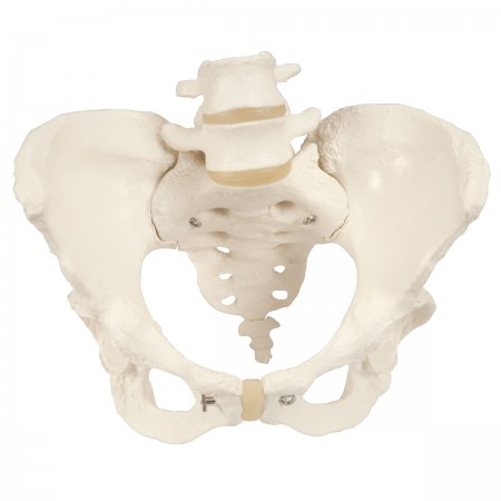 3B Female Pelvis Skeleton