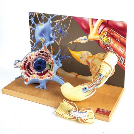 Denoyer Motor Neuron