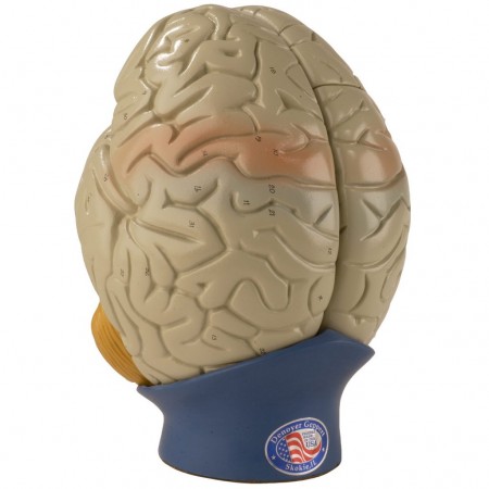 Denoyer Giant 4 Part Brain