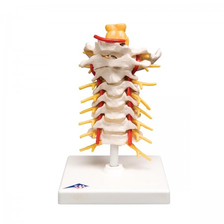 3B Cervical Spinal Column, Life-Size