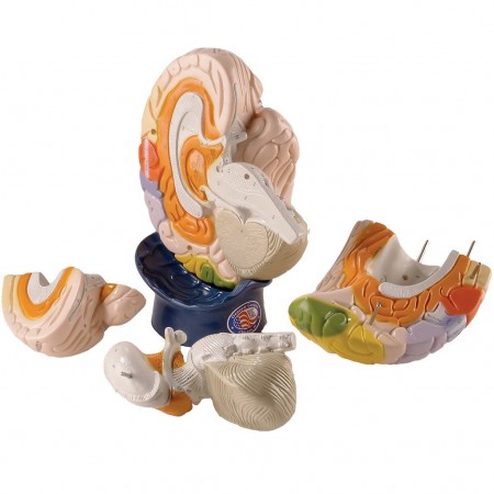 Denoyer Giant Functional-Center Brain