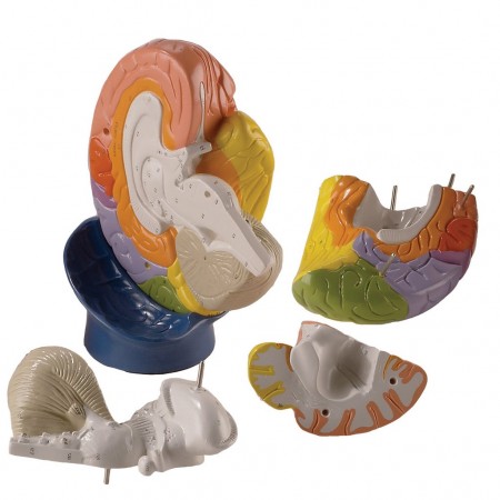 Denoyer Giant Regional Brain