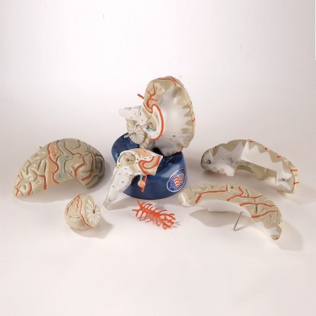 Denoyer Deluxe 8-Part Life-Size Brain with Arteries