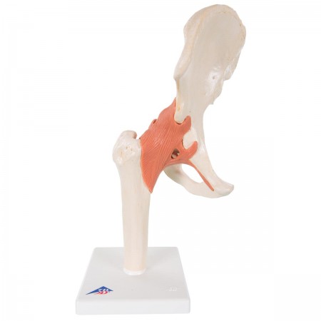 3B Deluxe Functional Hip Joint, Physiological Movable