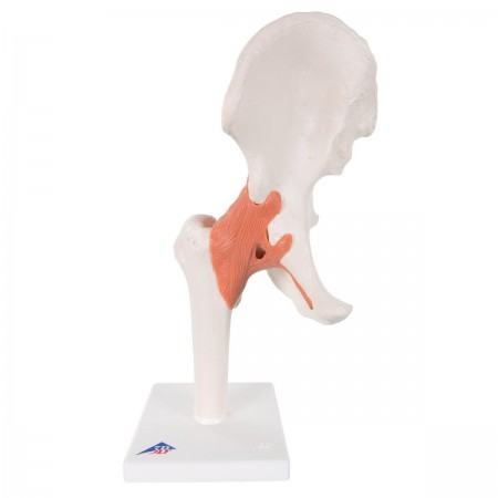 3B Functional Hip Joint