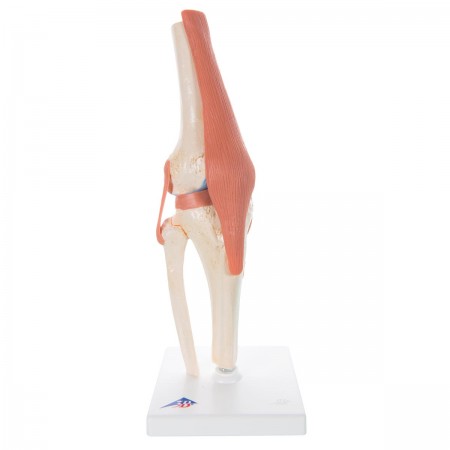 3B Deluxe Functional Knee Joint, Physiological Movable