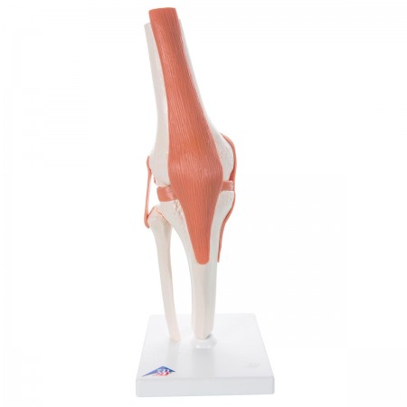 3B Functional Knee Joint
