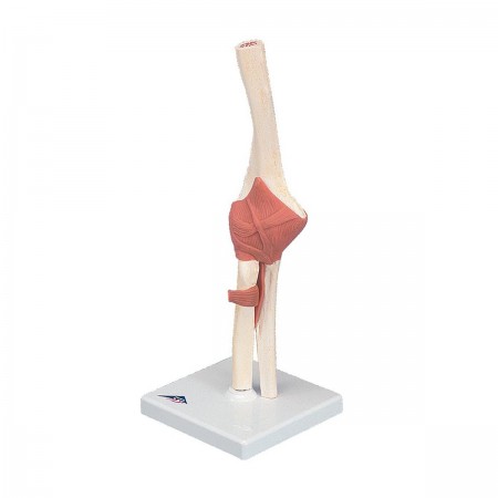 3B Deluxe Functional Elbow Joint, Physiological Movable