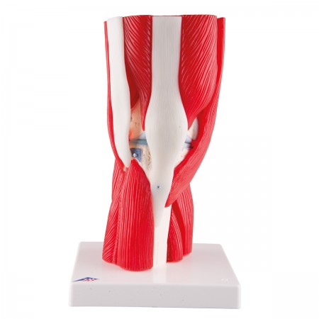 3B Knee Joint w/Muscles - 12 Parts