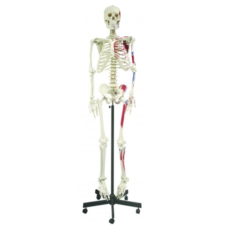 Walter Full-Size Skeletons w/Muscles