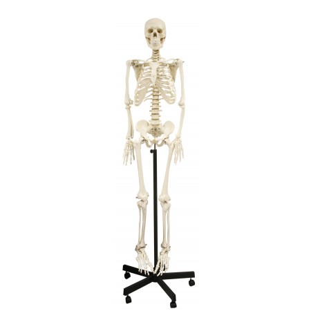 Walter Full-Size Skeletons