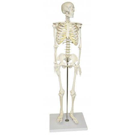 Walter Half-Size Skeleton