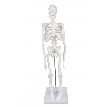 Walter Desktop Skeleton