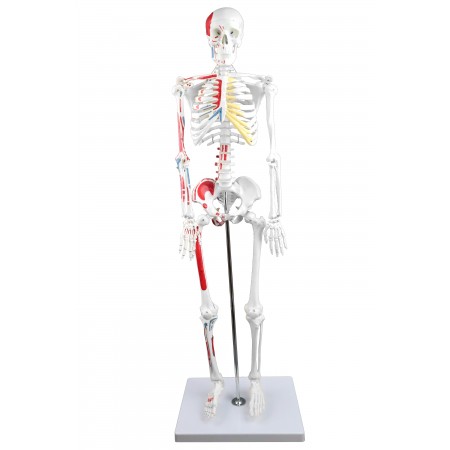 Walter Half-Size Skeleton w/Muscles