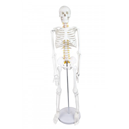 Walter Half-Size Skeleton w/Nerve Endings