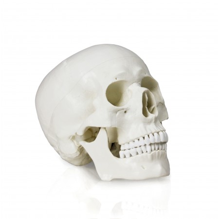 Walter Life-Size Human Skull