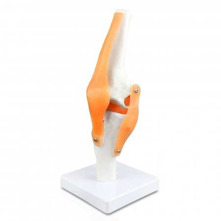 Walter Knee Joint
