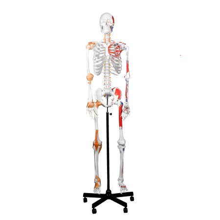 Walter Full-Size Skeleton w/Muscles & Ligaments