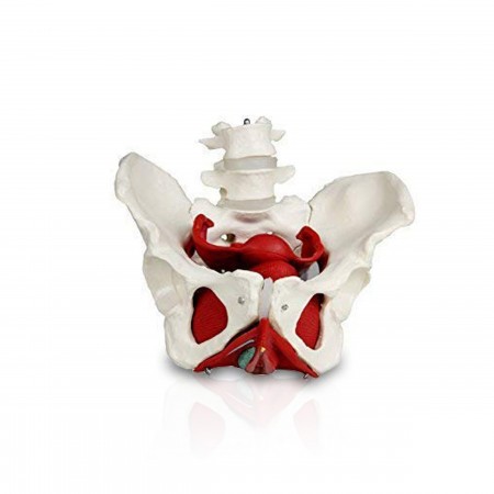 Walter Female Pelvic Skeleton w/Organs