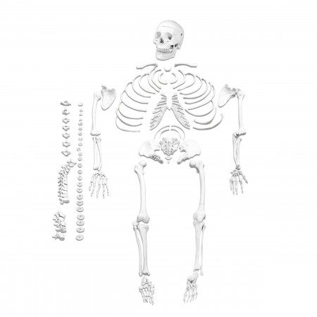 Walter Full-Size Disarticulated Skeleton