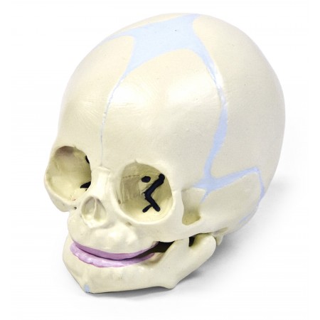 Walter Human Fetal Skull