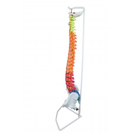 Walter Color-Coded Flexible Spinal Column