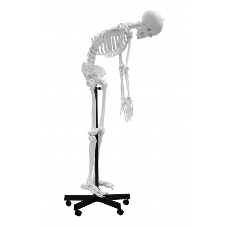 Walter Full-Size Flexible Skeleton
