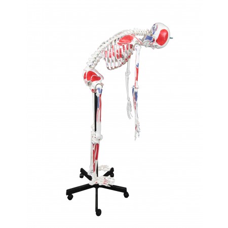 Walter Full-Size Flexible Skeleton w/Muscles