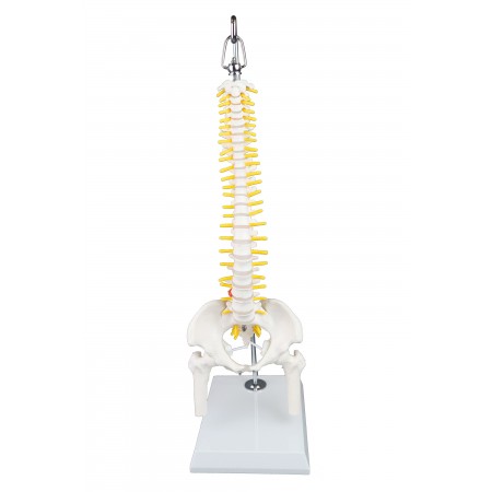 Walter Mini Human Spinal Column