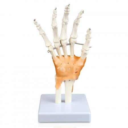 Walter Hand and Wrist Skeleton w/Ligaments