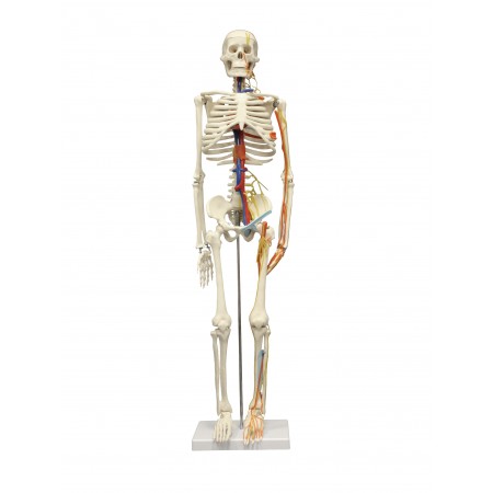 Walter Half-Size Skeleton w/Nerves and Arteries