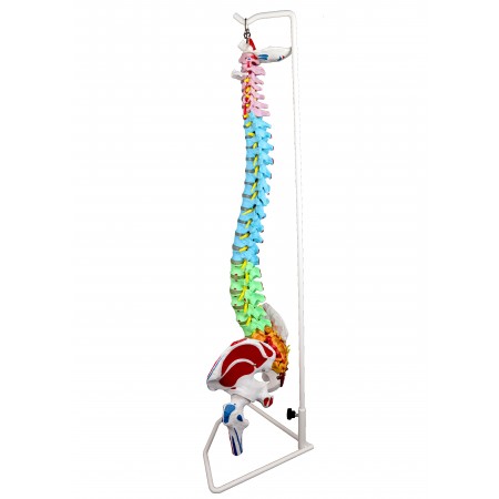 Walter Life-Size Flexible Spinal Column with Color-Coded Regions and Muscles