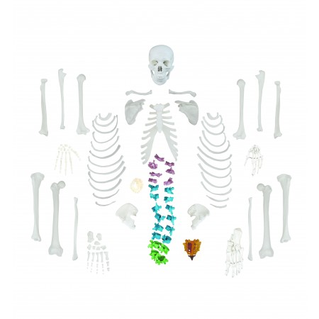 Walter Full-Size Disarticulated Skeleton w/Color-Coded Spinal Column