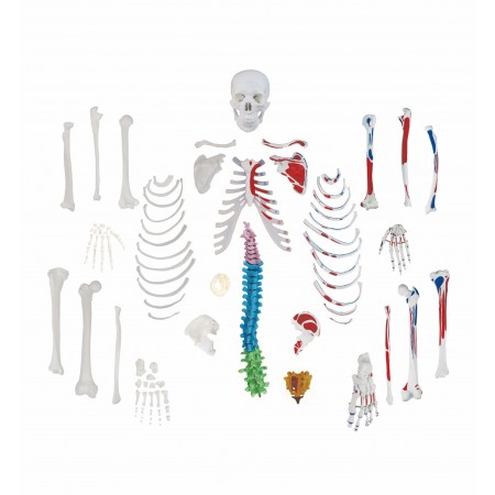 Walter Full-Size Disarticulated Skeleton w/Muscles & Color-Coded Spinal Column