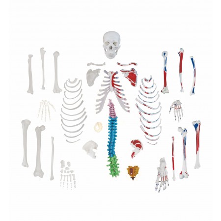 coded disarticulated