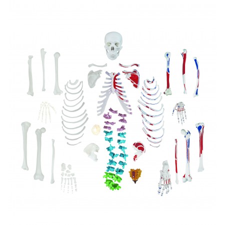 Walter Full-Size Disarticulated Skeleton w/Muscles & Color-Coded Spinal Column