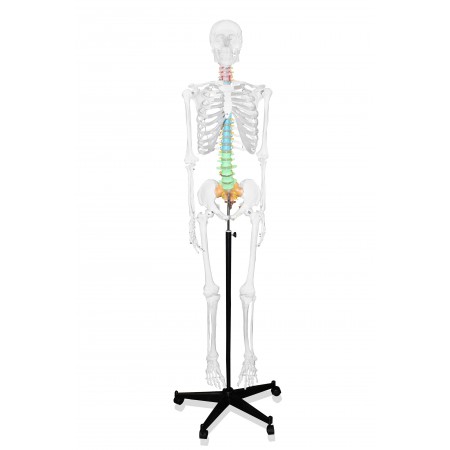 Walter Full-Size Skeleton w/Color-Coded Spinal Column