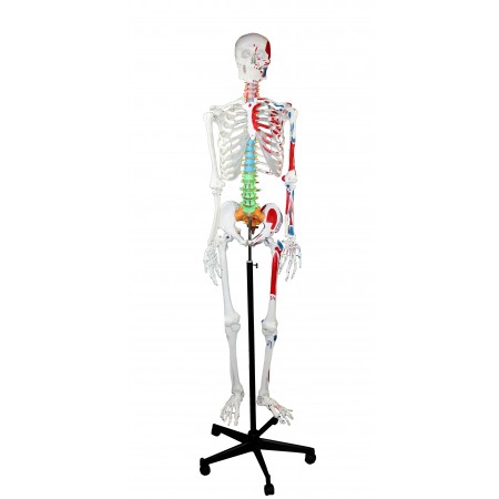 Walter Full-Size Skeleton w/Muscles & Color-Coded Spinal Column