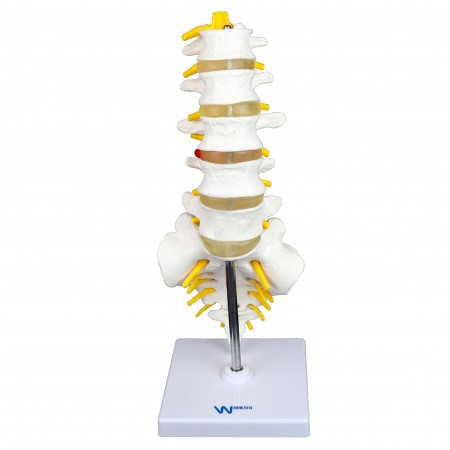 Walter Lumbar Spinal Column 