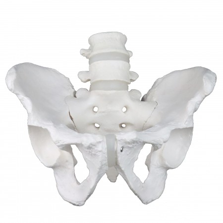 Walter Male Pelvic Skeleton
