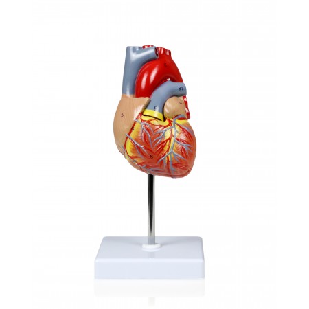 Walter Life-Size Heart Model - 2 Parts