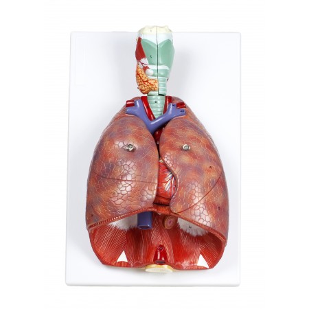 Walter Human Respiratory System