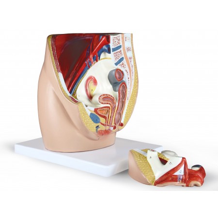 Walter Female Pelvis