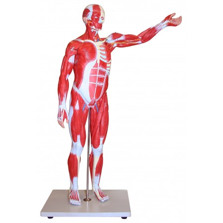 Walter Muscular Figure - 85cm, 27 Parts