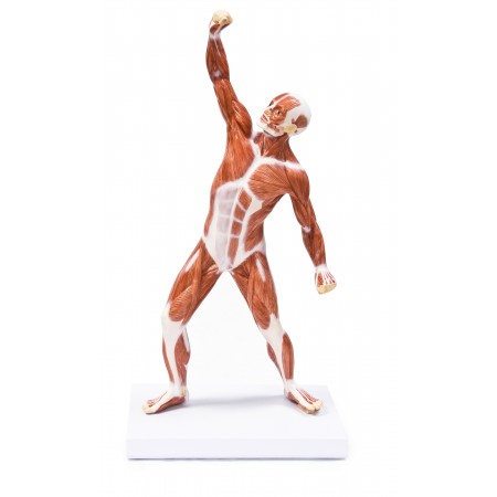 Walter Muscular Figure - 50cm