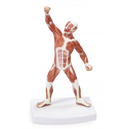 Walter Muscular Figure - 20cm