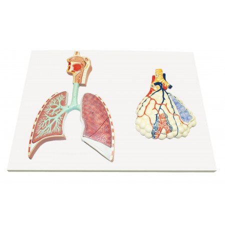 Walter Human Respiratory System w/Magnified Alveolus