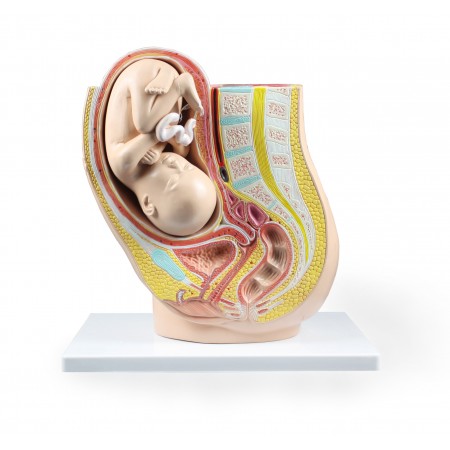 Walter Pregnancy Pelvis with Mature Fetus